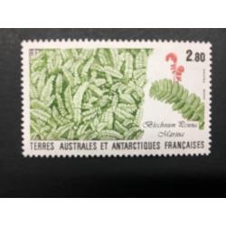 1989: Blechnum penna marina