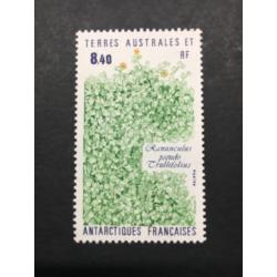 1990: Ranunculbus pseudo trullifolius