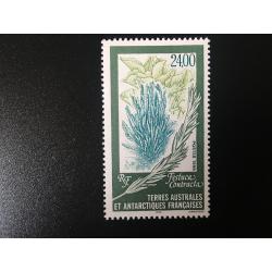 1999: Festuca contracta